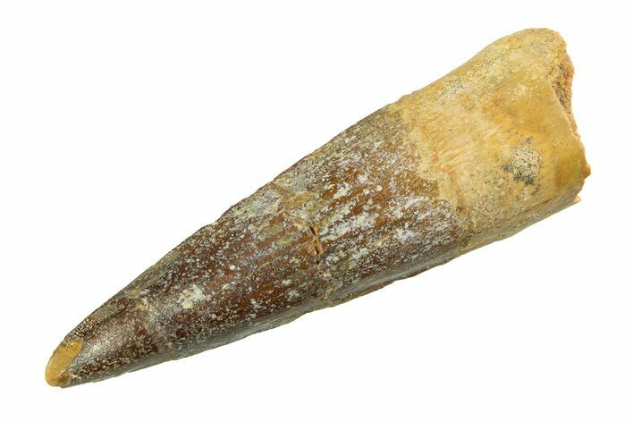 Fossil Spinosaurus Tooth - Real Dinosaur Tooth #351556